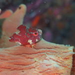 ダンゴウオ　赤色　ホヤ上　ホヤライダー　仙台の海