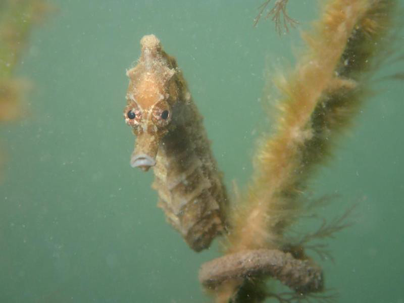 15.06.11 本日は松島湾で潜水調査！タツノオトシゴ捜索！ | 宮城県女